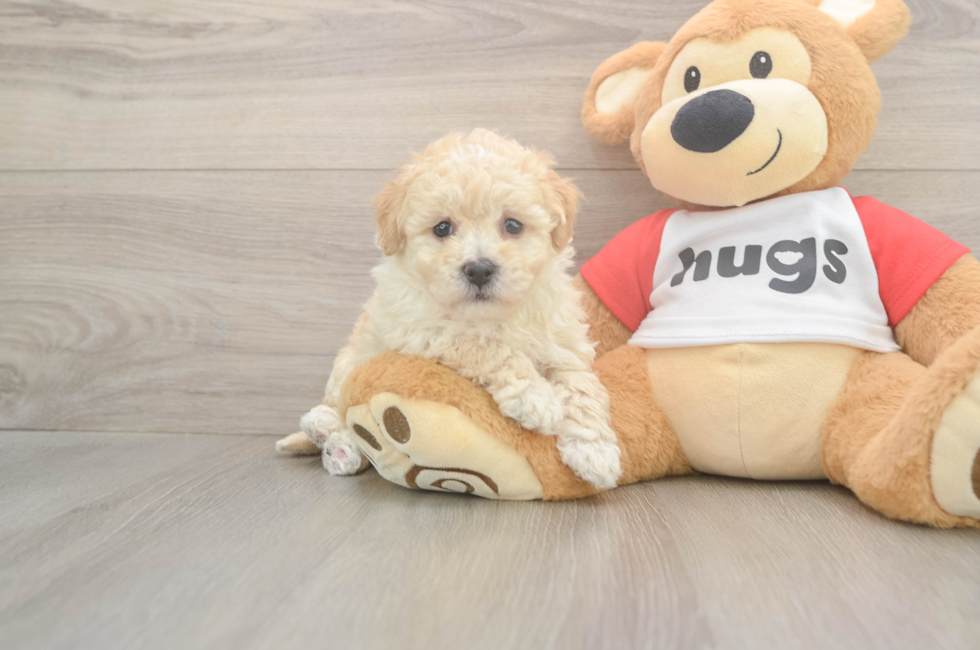 6 week old Poochon Puppy For Sale - Pilesgrove Pups