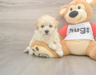 8 week old Poochon Puppy For Sale - Pilesgrove Pups 8 week old Poochon Puppy For Sale - Pilesgrove Pups