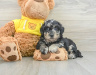 8 week old Poochon Puppy For Sale - Pilesgrove Pups