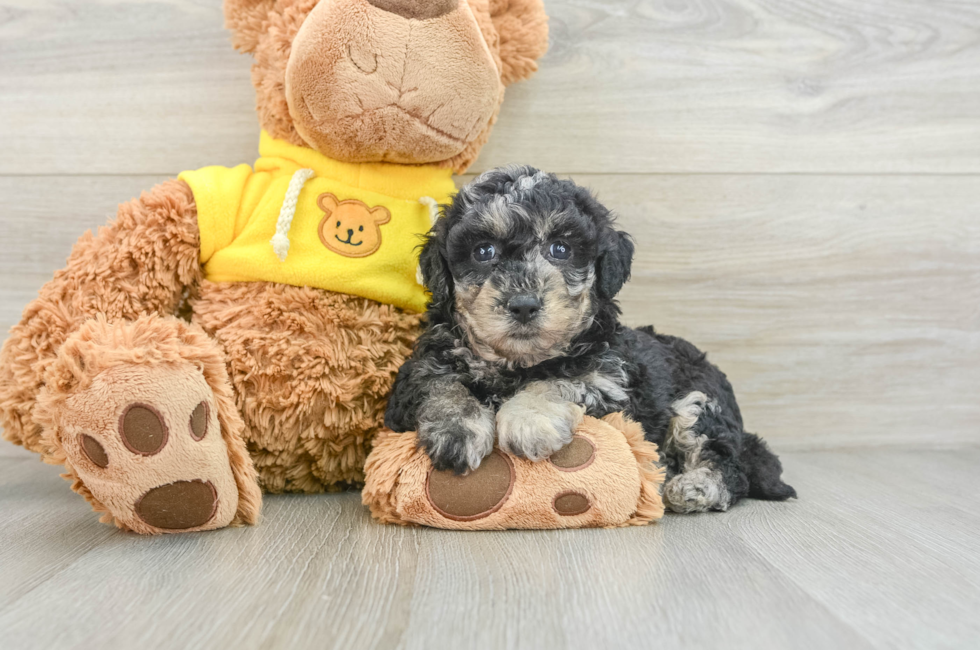 8 week old Poochon Puppy For Sale - Pilesgrove Pups