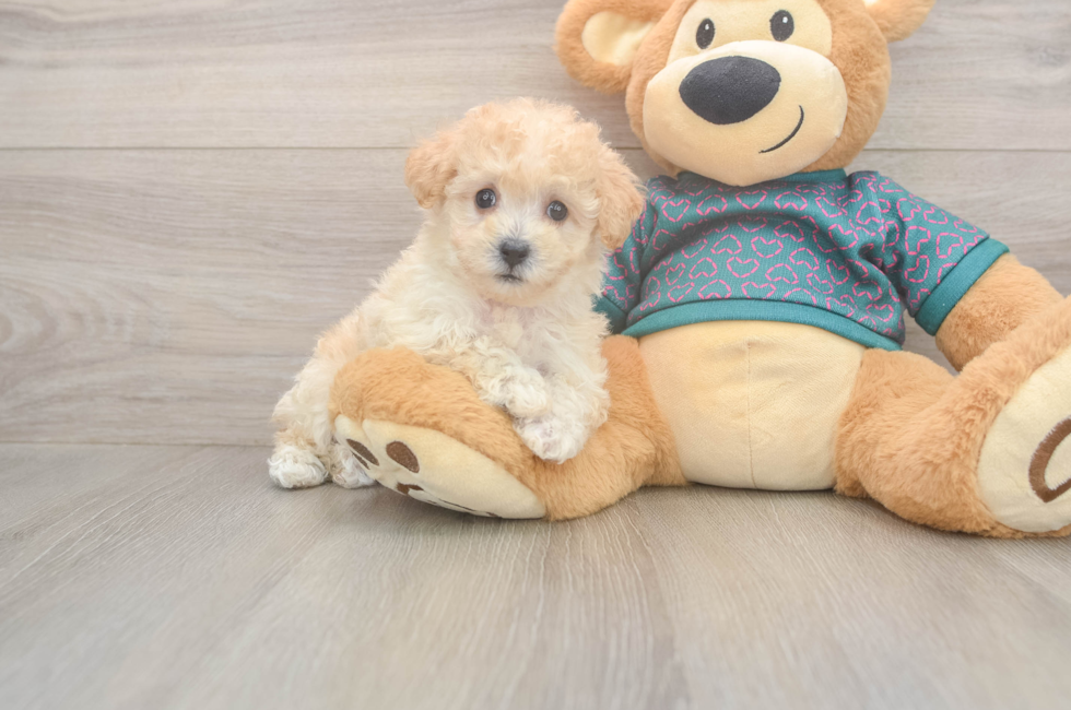 5 week old Poochon Puppy For Sale - Pilesgrove Pups
