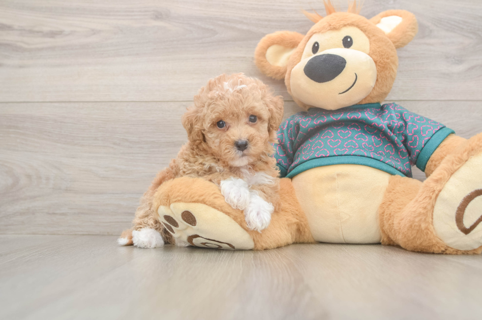 5 week old Poochon Puppy For Sale - Pilesgrove Pups