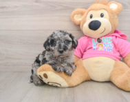 5 week old Poochon Puppy For Sale - Pilesgrove Pups