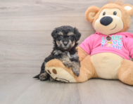 5 week old Poochon Puppy For Sale - Pilesgrove Pups