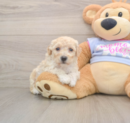 7 week old Poochon Puppy For Sale - Pilesgrove Pups
