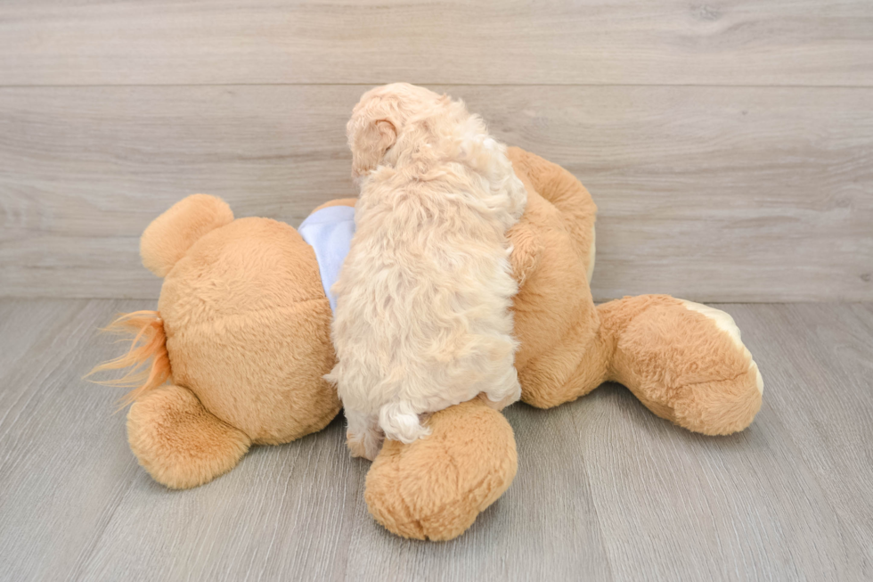 Poochon Puppy for Adoption