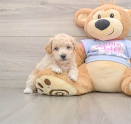 6 week old Poochon Puppy For Sale - Pilesgrove Pups