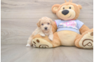 Little Bichpoo Poodle Mix Puppy
