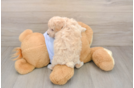 Best Poochon Baby