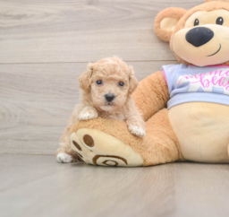 6 week old Poochon Puppy For Sale - Pilesgrove Pups