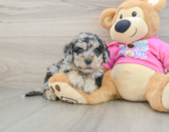 5 week old Poochon Puppy For Sale - Pilesgrove Pups