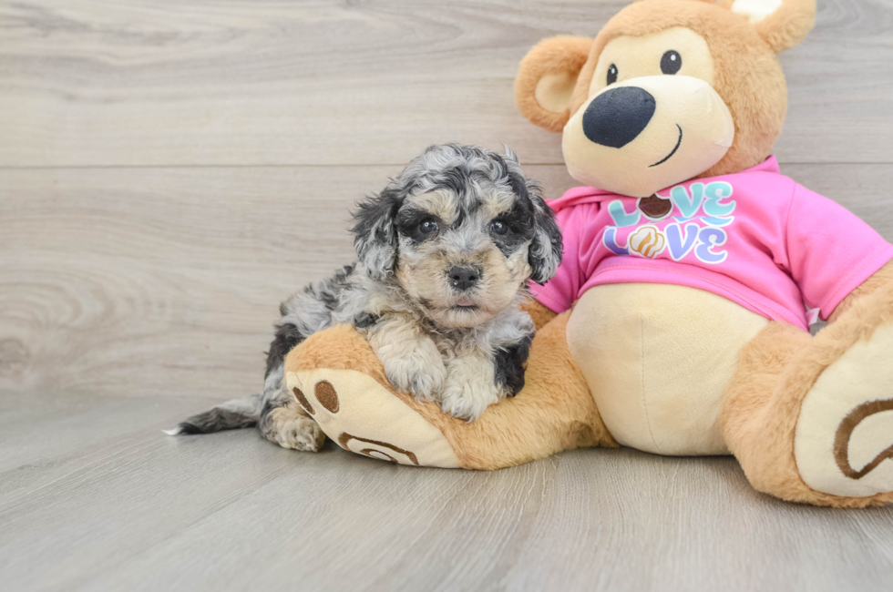 5 week old Poochon Puppy For Sale - Pilesgrove Pups