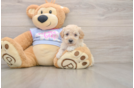 Petite Poochon Poodle Mix Pup