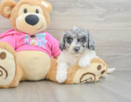5 week old Poochon Puppy For Sale - Pilesgrove Pups