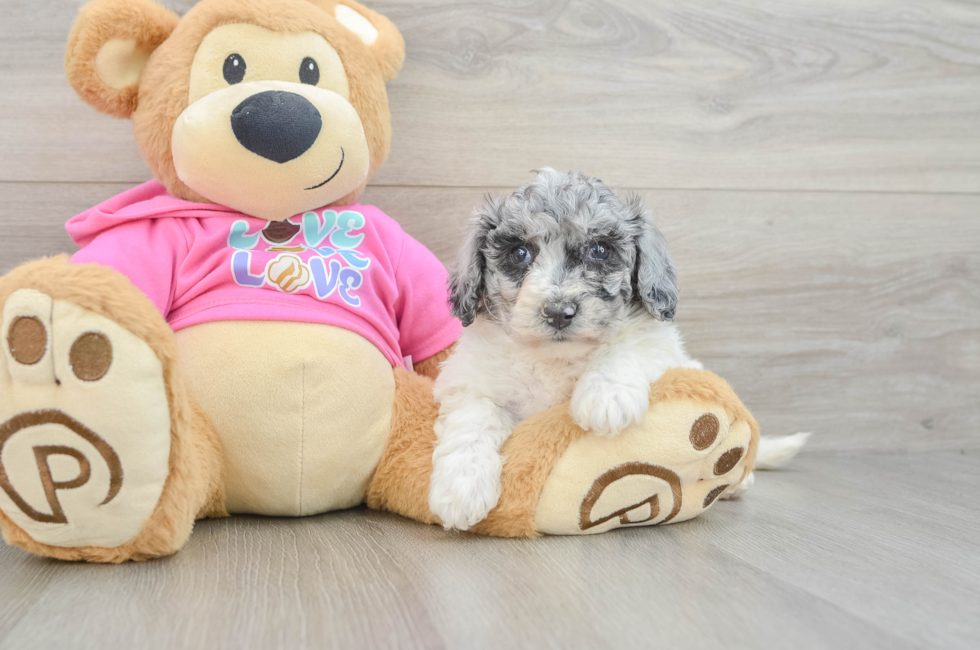 5 week old Poochon Puppy For Sale - Pilesgrove Pups