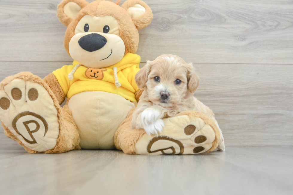 Fluffy Poochon Poodle Mix Pup