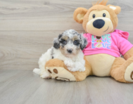 7 week old Poochon Puppy For Sale - Pilesgrove Pups