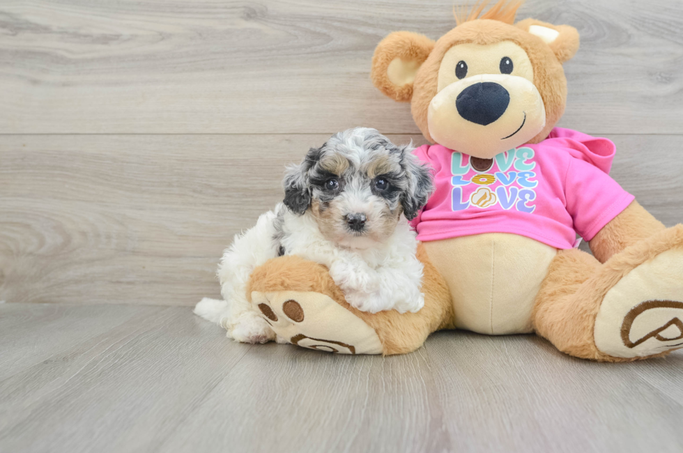 7 week old Poochon Puppy For Sale - Pilesgrove Pups