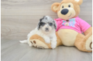 Best Poochon Baby