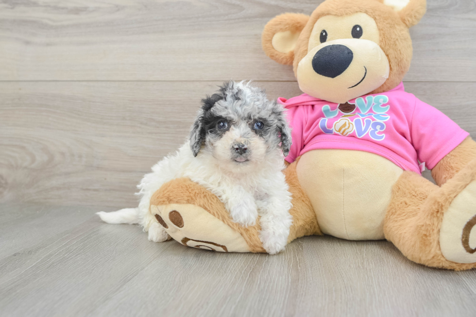 Best Poochon Baby