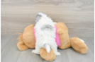 Best Poochon Baby