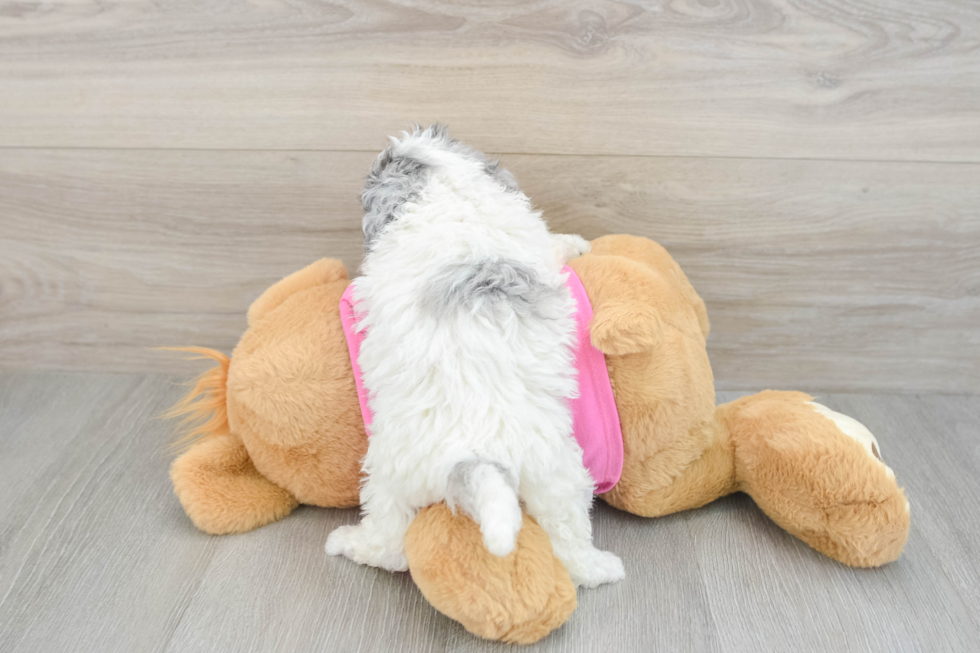 Best Poochon Baby
