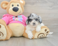 5 week old Poochon Puppy For Sale - Pilesgrove Pups