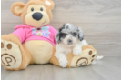 Poochon Puppy for Adoption