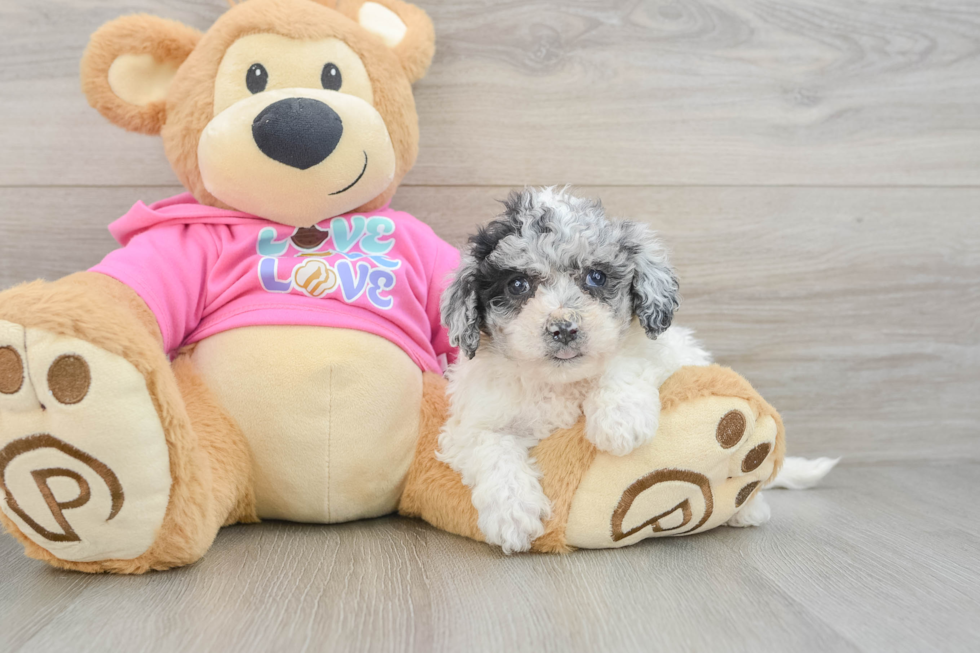 Poochon Puppy for Adoption