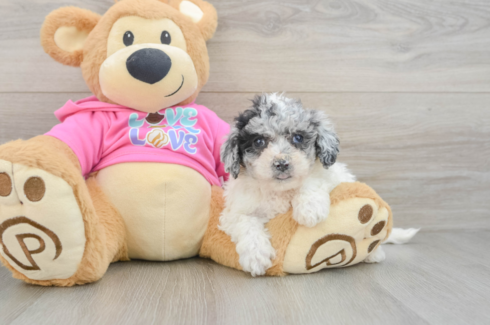 5 week old Poochon Puppy For Sale - Pilesgrove Pups