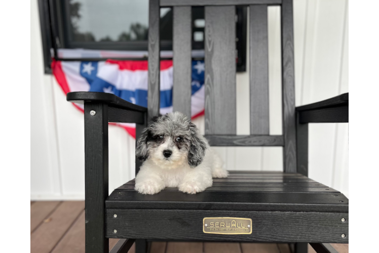 Cute Poochon Poodle Mix Pup