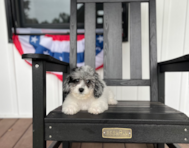 10 week old Poochon Puppy For Sale - Pilesgrove Pups