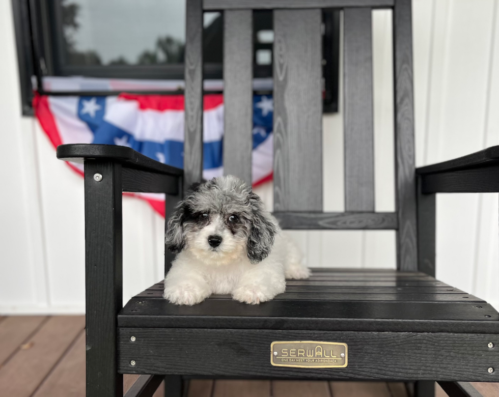 Cute Poochon Poodle Mix Pup