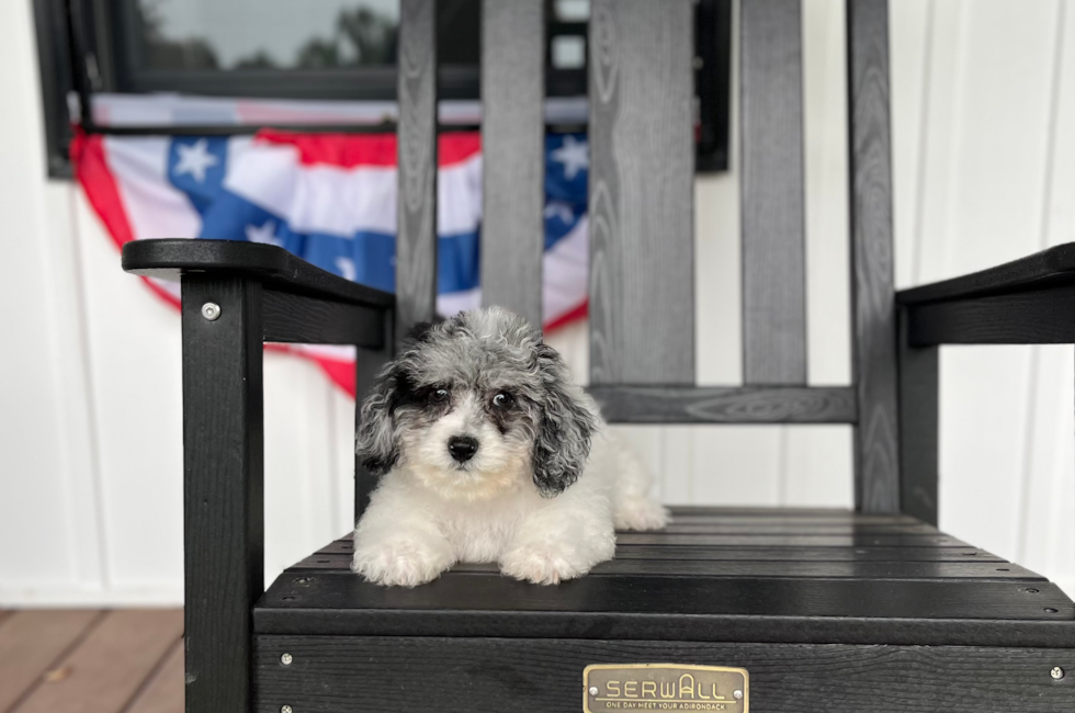 11 week old Poochon Puppy For Sale - Pilesgrove Pups