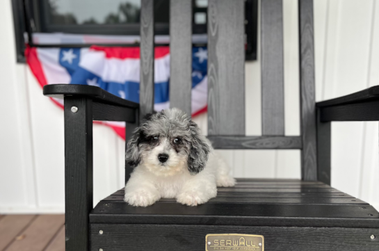 Best Poochon Baby