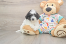 Best Poochon Baby