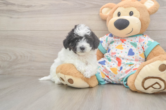 Best Poochon Baby