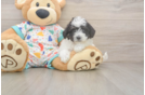 Little Bichpoo Poodle Mix Puppy
