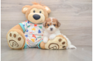Best Poochon Baby