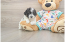 Poochon Pup Being Cute