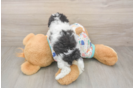 Best Poochon Baby