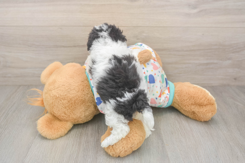 Best Poochon Baby
