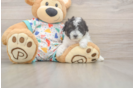 Poochon Pup Being Cute