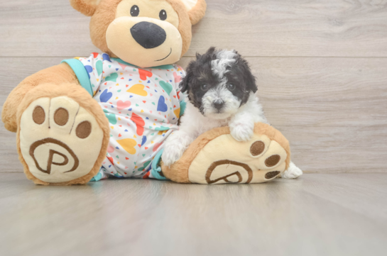 Poochon Pup Being Cute