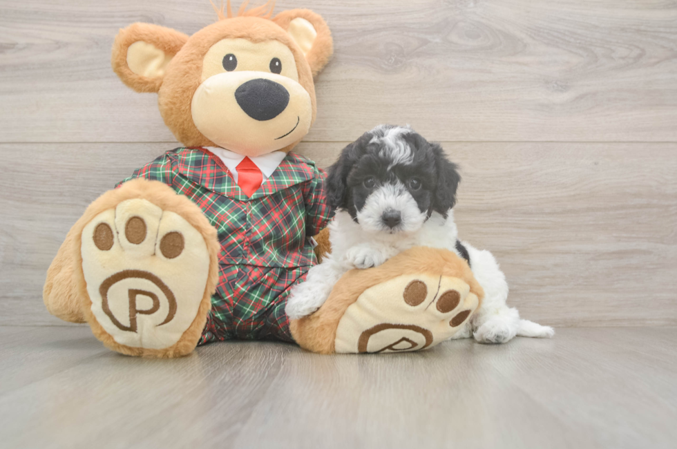 5 week old Poochon Puppy For Sale - Pilesgrove Pups