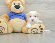 8 week old Poochon Puppy For Sale - Pilesgrove Pups