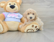 6 week old Poochon Puppy For Sale - Pilesgrove Pups