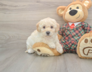 5 week old Poochon Puppy For Sale - Pilesgrove Pups