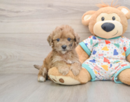 6 week old Poochon Puppy For Sale - Pilesgrove Pups