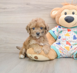 7 week old Poochon Puppy For Sale - Pilesgrove Pups